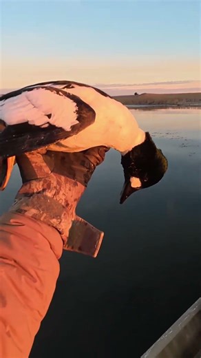 Drake Goldeneye Hunting: Patience Pays Off! #shorts