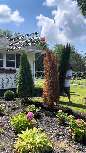 #PeruvianRootsFarm #PeruvianFarm #PeruvianRoots #PeruvianRootsAmericanBlooms #PeruvianGarden #gardening #garden #seeds #peruvianplant | Peruvian Roots Farm | Facebook