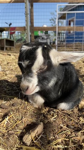 cowboymax (@cowboymax)’s videos with original sound - cowboymax