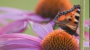 one Small Tortoiseshell Butterfly eats nectar from orange coneflower in sunlight during windy weather . Close up, Macro shot from the side.