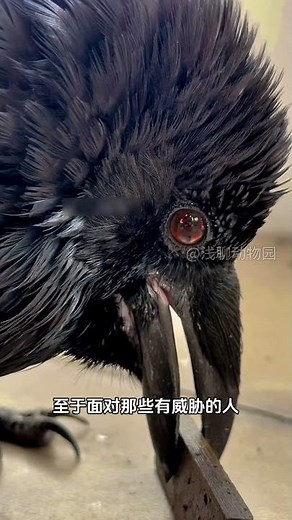 Crows: The Mythical Birds Misunderstood for Thousands of Years #AnimalExplanation #Crow