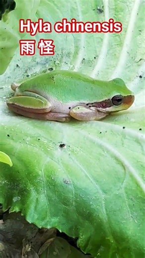 Hyla chinensis 雨 怪～銘馨 小朱🐸