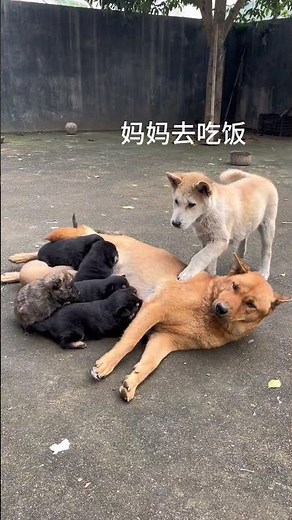 Even with yummy food, the puppy still thinks of its mom!#funny #cute #animals #adorably #pets #puppy