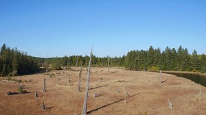 24K views · 138 reactions | Three miles down the Copalis River, you’ll come across a haunting site - thousands of petrified trees. | National Geographic TV | Facebook