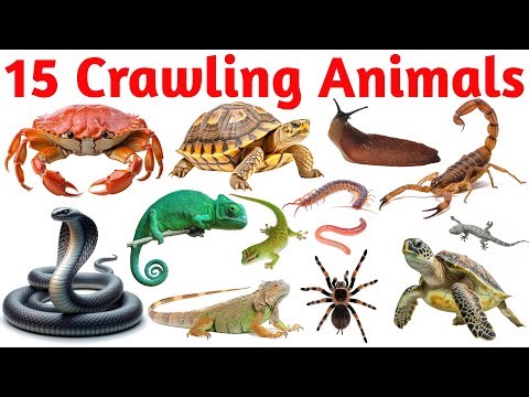 Learn Insects Names for Kids | Crawling Insects in English & Hindi | Educational Video for Children