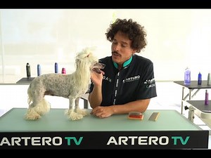 arterotv grooming tutorial chinese crested 1080p
