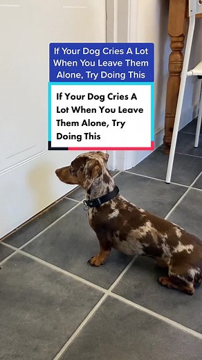 How to Stop Your Dog from Crying When You Leave: Expert Tips