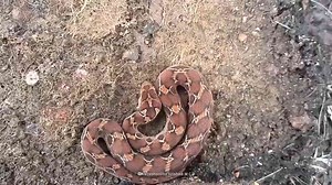 Inside the world’s most violent wildlife attacks and the split-second triggers behind them