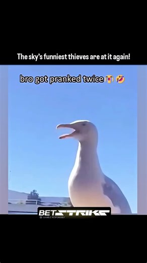 AnimalFightClubs on Instagram: "In this Funny Seagull Compilation, these cheeky birds show off their hilarious antics — stealing snacks, squawking at each other, and landing in all the wrong places. Whether swooping down for fries or arguing over a single crumb, seagulls prove they’re the clowns of the coastline. Their bold moves and unexpected timing make every moment a laugh, turning ordinary beach days into scenes straight out of a comedy sketch! If you like Animal Videos:↴ ⚙︎ We search the i