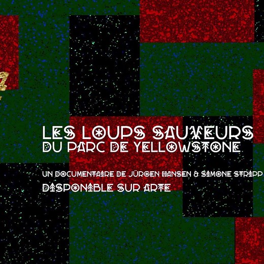 D'abord chassés du parc de Yellowstone aux États-Unis, les loups ont fini par y être réintroduits au milieu des années 1990 🐺 Pour le meilleur ➡ so.arte/Loups | ARTE