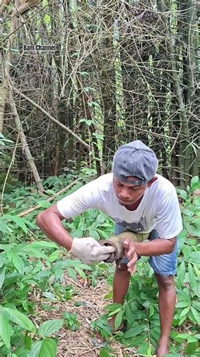 Catching a sugar glider in a bamboo tree. #shortvideo #birds #bambooacademy