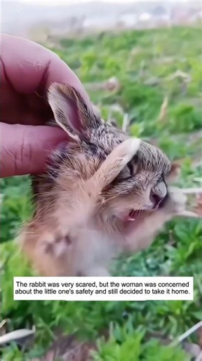 A woman found a weasel attacking a little wild rabbit by the roadside…#fyp#rescue #animal