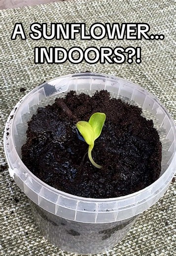 Can you really grow a sunflower indoors? 🌻 This little seedling is already outgrowing its first home. What do you think — will it make it? #Sunflower #IndoorGardening #Gardening #GardenTok #GardeningTips