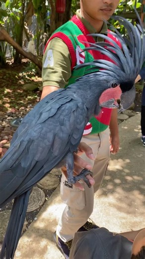 Burung Kakak tua LUCU joget joget#lucu#funnyvideo#burung#angrybird#bird#birds#like#joget#dance#short