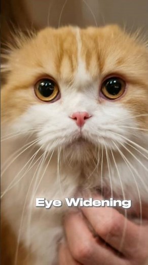 Why your cats bite when you pet them! ❤️