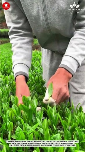 Tea Leaf Hand Picking: Selective Harvesting of Tender Shoots
