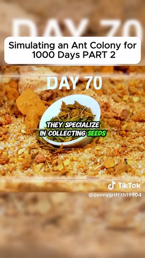 Simulating an Ant Colony: 1000 Days of Discovery