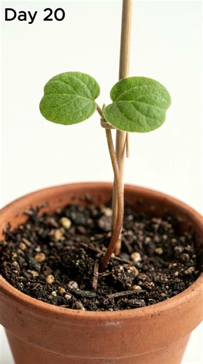 This Is How Kiwi Really Grows 😱🥝 #plantgrowth