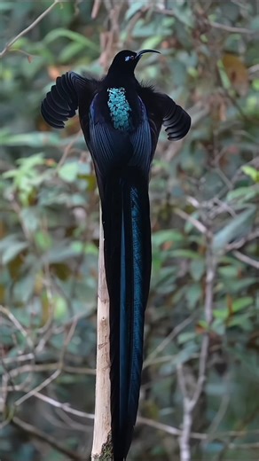 wild | safari | saga on Instagram: "Black Sickle-billed Bird — one of the coolest Birds of Paradise! 🖤 When the male courts, he raises his chest feathers in a cobra-like display … truly nature’s magic! Ⓒ All Right Are Reserved ☠️⚠️ !! . . . . #blacksicklebill #birdofparadise #papuanewguinea #wildlifewonders #exotıcbirds #birdcourtship [black sickle-billed bird,bird of paradise,courtship display, cobra-like feathers, exotic birds, west Papua wildlife, rare birds, avian beauty]"