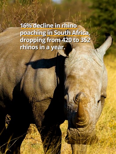 Progress for rhinos! South Africa has recorded a 16% decline in rhino poaching in 2025 📉🇿🇦 This encouraging news builds on momentum from 2024. Losses have steadily decreased from 499 in 2023 and 420 in 2024 to 352 last year, signalling a promising trajectory for the species’ survival 🦏 Willie Aucamp, Minister of Forestry, Fisheries and the Environment, attributed the decline to focused interventions, including dehorning programmes and improved detection capabilities. These measures proved es