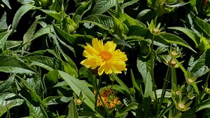 Flower, Plant, Tickseed. Free Stock Video