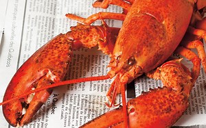Comment différencier les sexes des homards | RICARDO