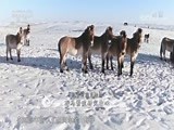 《航拍中国》 第一季 第一集 新疆 精编版
