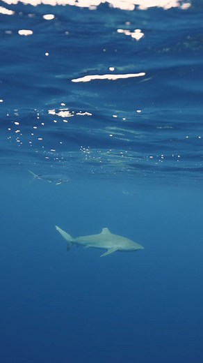 25K views · 615 reactions | Sharks don’t want to eat fish!樂 #shark #sharks #sharkdiving #foodchain #sharkattack #sharkbite #sharkfacts | Andriana Marie | Facebook