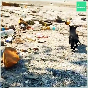 44K views · 145 reactions | Pup thrashes around house with head stuck in bucket.  | JWOWW | Facebook