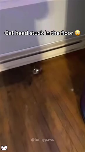 Funny Cat Adventures: Cat Stuck in Comical Situation