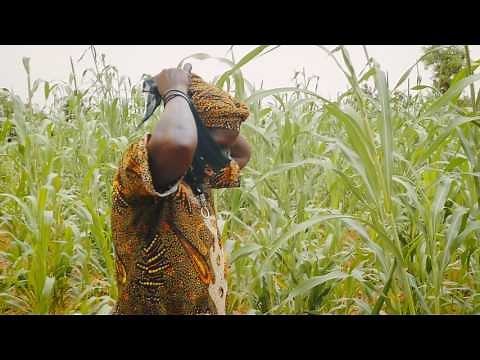 How to Collect and Use Human Urine to Fertilize Your Crops