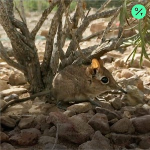 “When you see them, it’s impossible not to adore them.” A mouse-sized elephant shrew has been rediscovered in Djibouti in Africa after being missing for 50 years. Yes, it’s really related to an elephant, say Global Wildlife Conservation and Duke Lemur Center. | Bloomberg Originals | Facebook