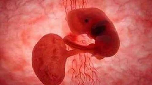 胎儿形成早期的胚胎发育全过程动画演示，附详细语音讲解