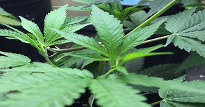 New federal report out on marijuana effects