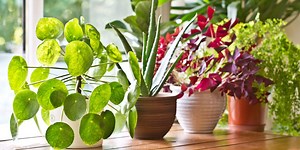 15 houseplants and their amazing health benefits