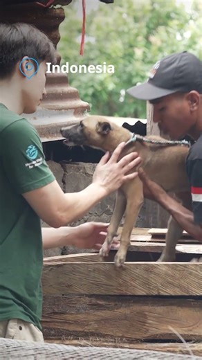 Dogs rescued from slaughterhouse in Indonesia! #animalrescue #dogmeat
