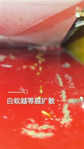 等着等着，白蚁又扩散了白蚁不等人，发现白蚁安排白蚁诱饵盒。不让白蚁在家里走来走去。Ableddin Termite Pest Control jb johor bahru Alan #白蚁专家