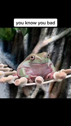 Funny Frog and Toad Meme Compilation