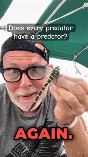 Catching insects to keep bees away