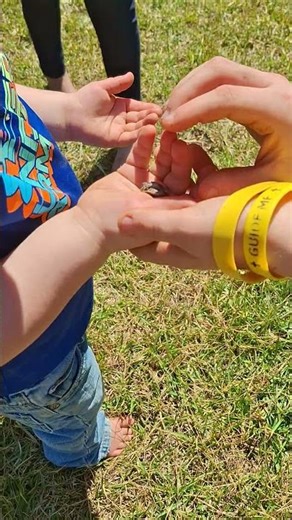 Pine Woods Tree Frog