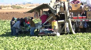 SDSU finds Imperial Valley farmworkers at risk without longer rest breaks
