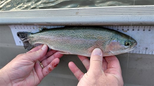 Pennsylvania fishing rules may change for trout and some catfish