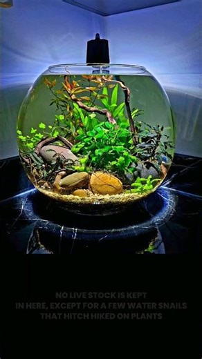 15 Second Bowl Aquarium Build