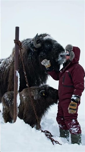 Man frees a musk ox by the roadside — a true act of compassion