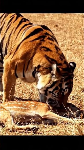 Tiger Runs at Full Speed and Hunts Deer | Wild Nature Scene #Tiger #Deer #Wildlife #JungleLife
