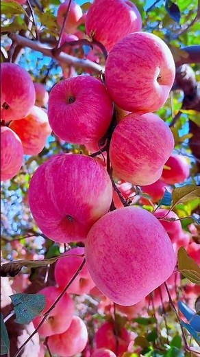 Close-up of Vibrant Pink Apples on Tree | Apple Harvest & Relaxing Nature Video