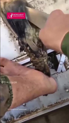 Ikan Candiru, Paling Ditakuti di Hutan Amazon