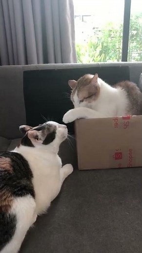 Cats Punch Each Other In Face - 1299859