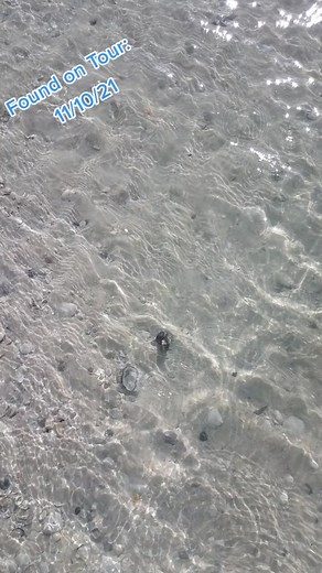 Rare Horse Conch Found on Florida Shelling Tour