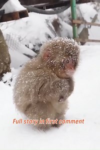 Snow monkey #shorts #animals | Monkey history 2024